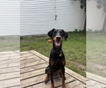 Small Doberman Pinscher