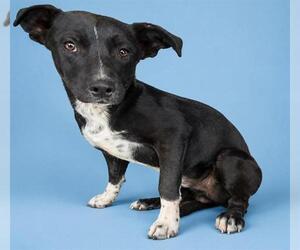 Mutt Dogs for adoption in HESPERIA, CA, USA