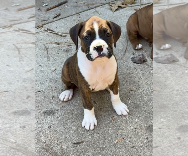 Medium Photo #1 Boxer Puppy For Sale in ABBEVILLE, SC, USA