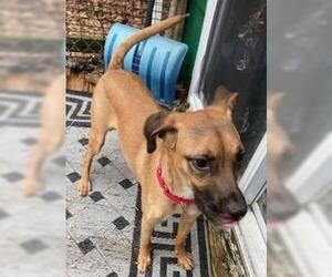 Hattie, loves to cuddle - Female Black Mouth Cur-Labrador Retriever Mix Dog for Adoption - Photo #4