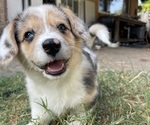 Small #2 American Corgi