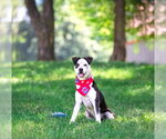 Small #1 Border Collie Mix