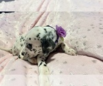 Small Photo #19 Dalmatian Puppy For Sale in TEMPLE, TX, USA