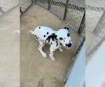 Puppy Comet M3 Dalmatian