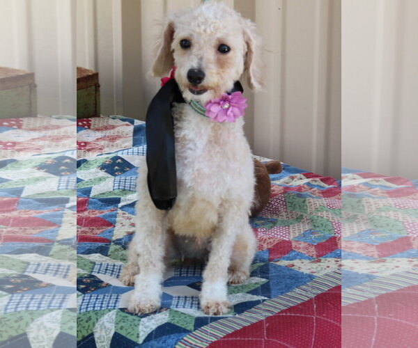 Medium Photo #2 Poodle (Miniature) Puppy For Sale in Bandera, TX, USA