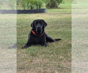 Father of the Labrador Retriever puppies born on 06/07/2026
