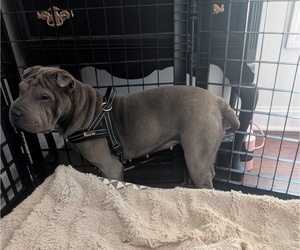 Mother of the Chinese Shar-Pei puppies born on 07/09/2026