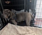 Small Photo #1 Chinese Shar-Pei Puppy For Sale in MOUNT ULLA, NC, USA