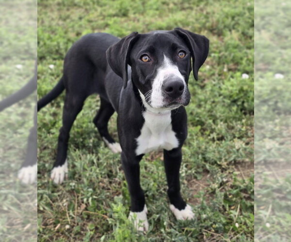 Medium Photo #3 Labrador Retriever-Unknown Mix Puppy For Sale in Lakewood, CO, USA