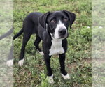 Small #2 Labrador Retriever Mix