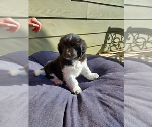 Newfoundland Puppy for sale in CARR, CO, USA