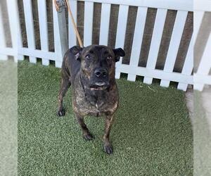 Mutt Dogs for adoption in Modesto, CA, USA