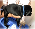 Small Photo #4 Labrador Retriever Puppy For Sale in SUNBURY, OH, USA