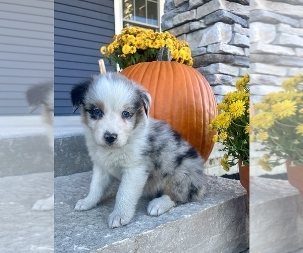 Medium Photo #1 Australian Shepherd Puppy For Sale in LODA, IL, USA