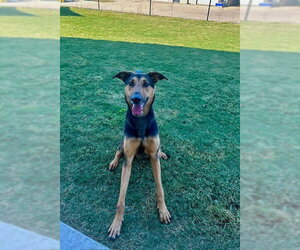 Doberman Pinscher-German Shepherd Dog Mix Dogs for adoption in Temple, TX, USA