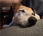 Small #1 Jack Russell Terrier Mix