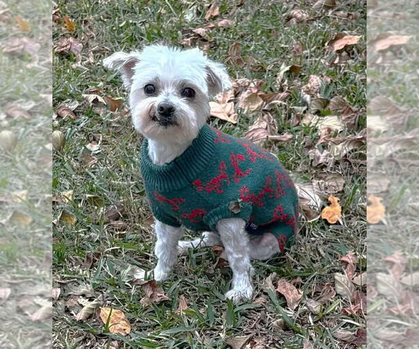 Medium Photo #5 Maltese Puppy For Sale in Boonton, NJ, USA