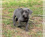 Small Photo #2 Weimaraner Puppy For Sale in DEFUNIAK SPRINGS, FL, USA