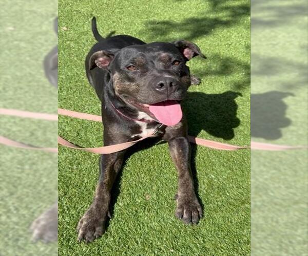 Medium Photo #3 Staffordshire Bull Terrier-Unknown Mix Puppy For Sale in Naples, FL, USA