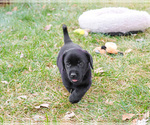 Small #4 Labrador Retriever