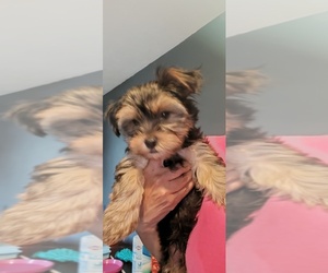 Yorkshire Terrier Puppy for sale in CLEVELAND, OH, USA