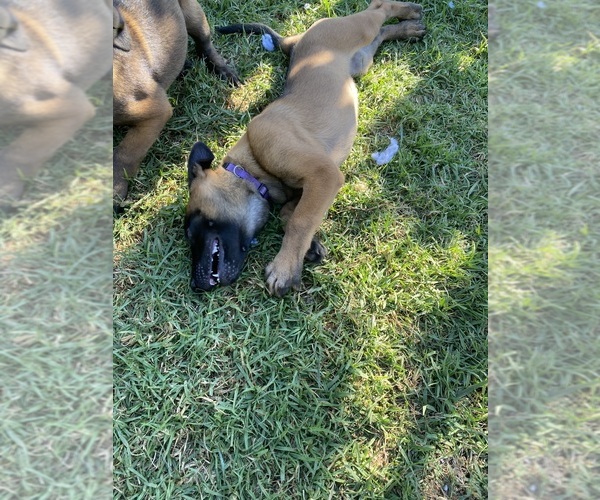 Medium Photo #10 Belgian Malinois Puppy For Sale in IMPERIAL BEACH, CA, USA