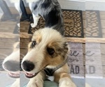 Small #5 Border Collie