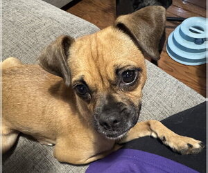 Jenga #1 - Female Chug Dog for Adoption - Photo #2