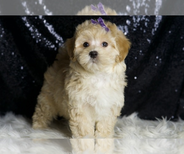 Medium Photo #3 Maltipoo Puppy For Sale in WARSAW, IN, USA