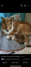Mother of the Collie puppies born on 01/06/2019
