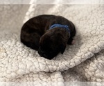 Small Photo #7 Boxer Puppy For Sale in BRUSH CREEK, TN, USA