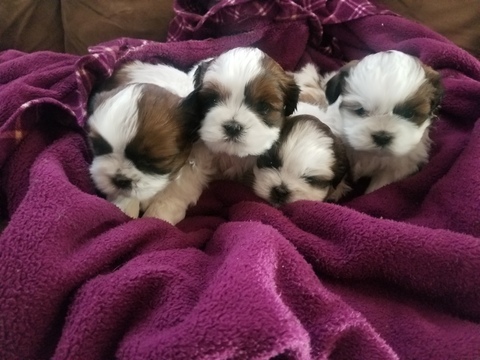 Medium Photo #1 Shih Tzu Puppy For Sale in PORT JERVIS, NY, USA