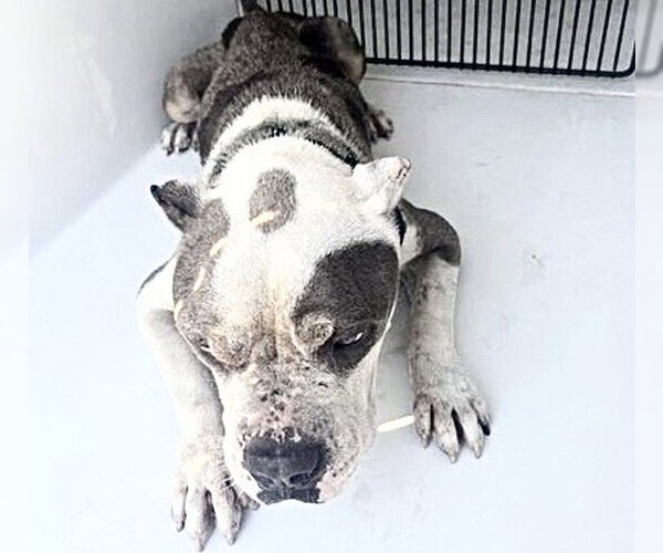 Medium Photo #1 American Bulldog Puppy For Sale in Houston, TX, USA