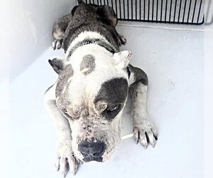 American Bulldog Dogs for adoption in Houston, TX, USA