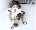 Small American Bulldog