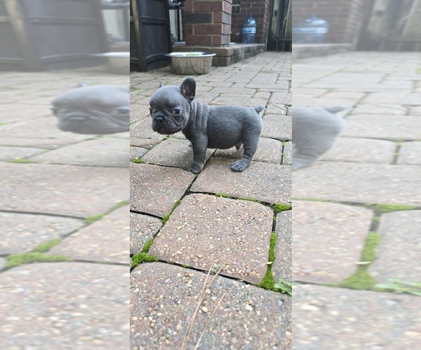 Medium Photo #3 French Bulldog Puppy For Sale in SPRING, TX, USA