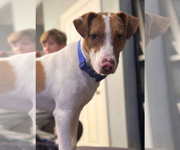 Medium Photo #2 Mutt Puppy For Sale in New London, WI, USA