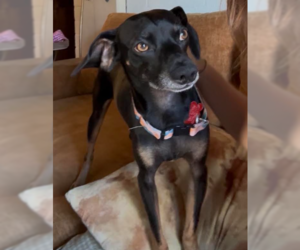 Doxle Dogs for adoption in San Diego, CA, USA