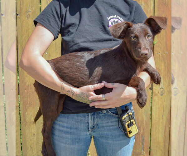 Medium Photo #2 Mutt Puppy For Sale in Huntley, IL, USA