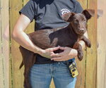Small #1 Mutt