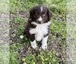Puppy 1 Australian Shepherd