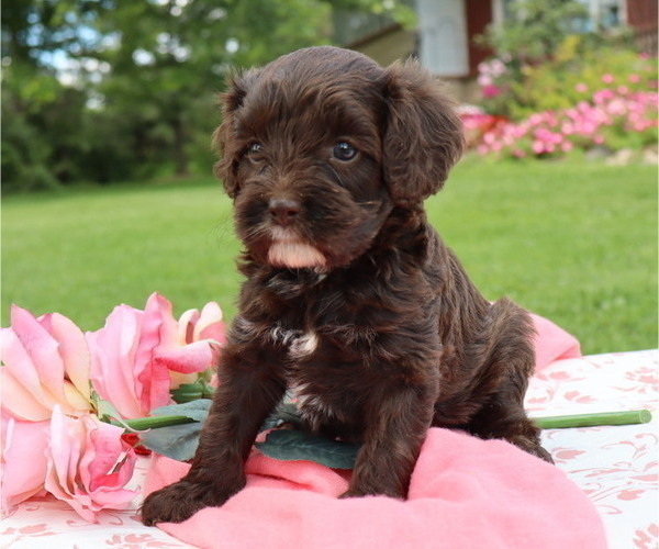 Medium Photo #8 Cavapoo Puppy For Sale in THORP, WI, USA