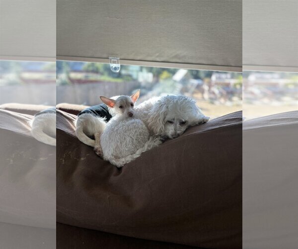Medium Photo #14 Mutt Puppy For Sale in Escondido, CA, USA