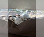 Small Photo #14 Mutt Puppy For Sale in Escondido, CA, USA