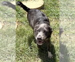 Small #5 Mutt