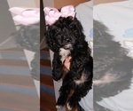 Puppy Puppy 3 YorkiePoo