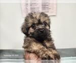 Small Poodle (Miniature) Mix