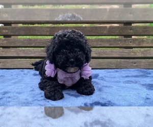 Cavapoo Puppy for sale in CAMPBELLSVILLE, KY, USA