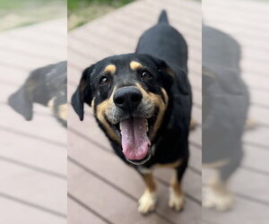 Rottweiler-Unknown Mix Dogs for adoption in Conway, AR, USA