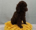 Puppy DMF G1 Labradoodle